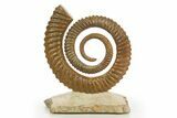 Early Devonian Ammonoid (Anetoceras) - Tazarine, Morocco #320848-1